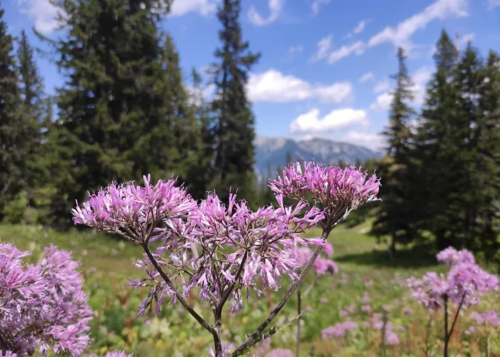 Sonnenhain Feriehus *